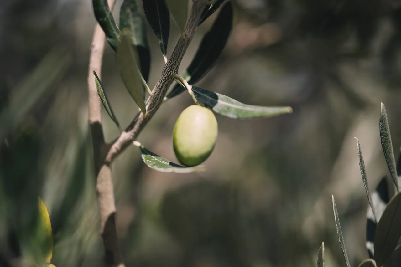 Olive sur la branche au jardin