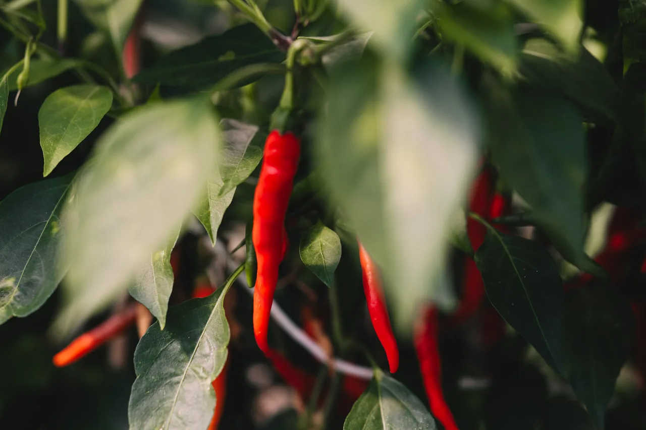 Piments rouges sur le plant