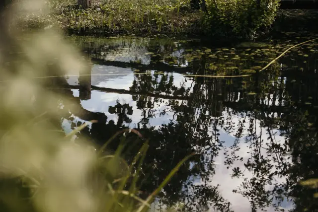 Étang avec reflets d'arbres, feuillage au premier plan
