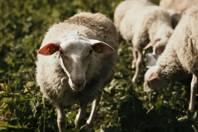 Schaf blickt in die Kamera, weitere Schafe dahinter