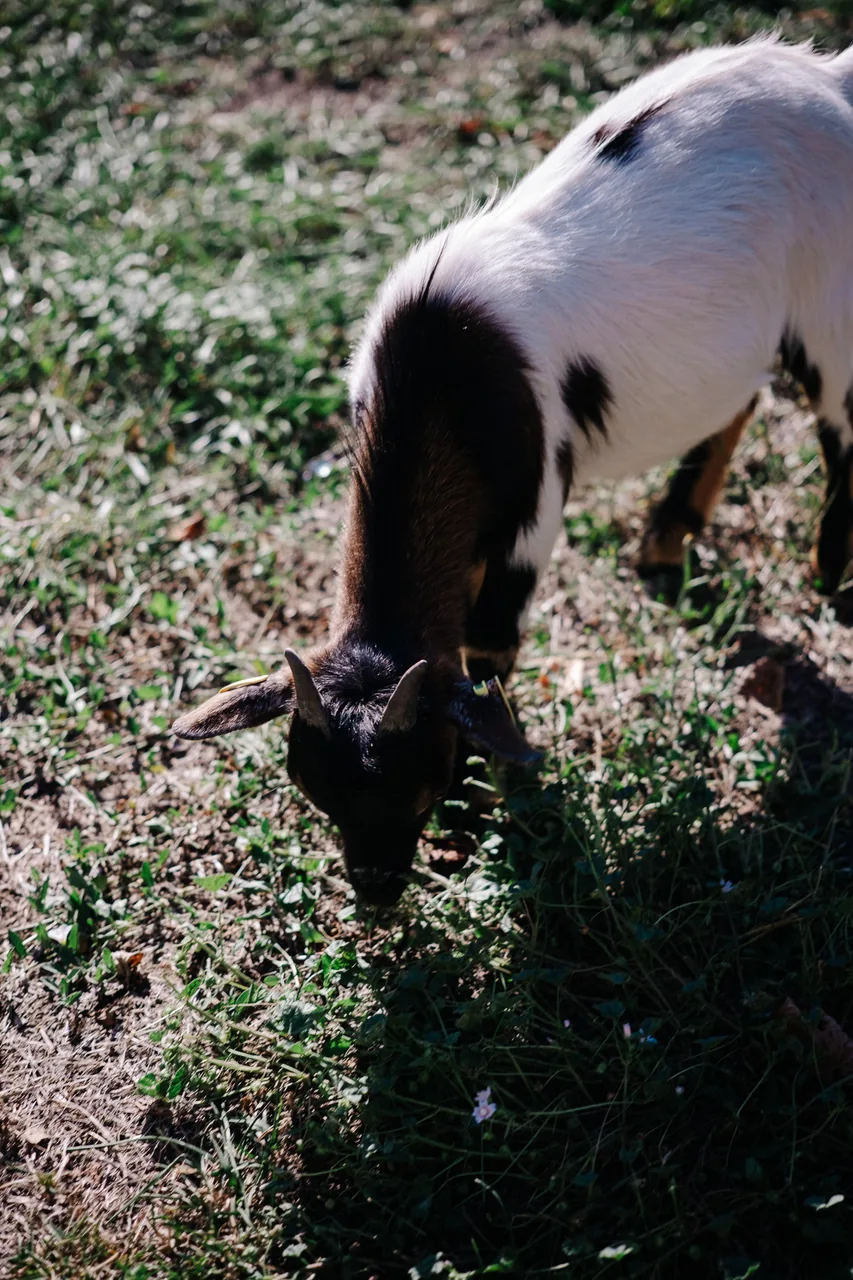 Chèvre qui broute dans l’enclos près du Hofladen Wallis