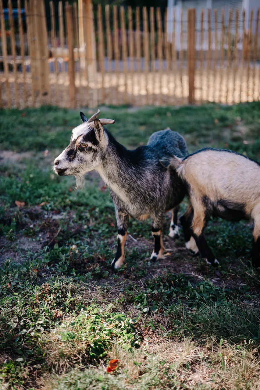 Chèvres dans l’enclos clôturé à côté du magasin de ferme